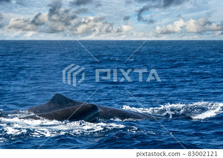 Sperm whale in atlantic ocean 83002121