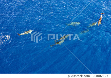 Bottlenose dolphins in blue ocean aerial drone 83002124