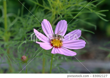 Cosmos and insects Cosmos and insects 83002127
