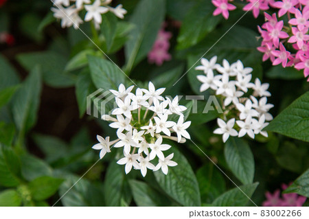 Pentas（白色花瓣） 83002266