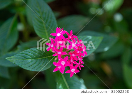 Pentas-pink 83002268