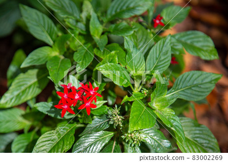Pentas-red Pentas-red 83002269