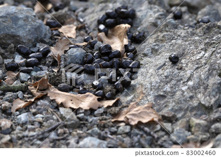 Fallow deer poo poop in the forest 83002460