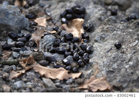 Fallow deer poo poop in the forest 83002461
