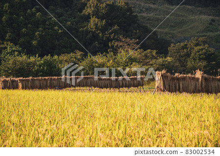 Satoyama agriculture Rice fields where harvesting is progressing Hazakake and fertile rice and approaching mountains Bokeh b-2 Warm colors Satoyama agriculture Rice fields where harvesting is progressing Hazakake and fertile rice and approaching mountains Bokeh b-2 Warm colors 83002534
