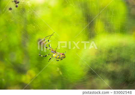 Nephila spider 83002548