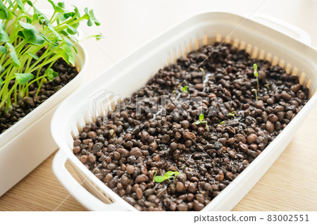 水培蘿蔔芽 水培蘿蔔芽 83002551