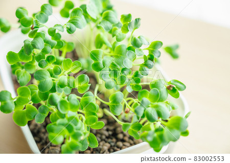 Hydroculture radish sprouts 83002553