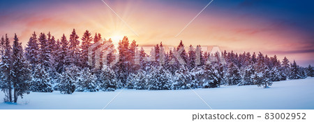 Panoramic view of the wilderness natural forest on winter sunset. 83002952