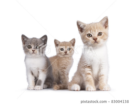 British Shorthair kittens on white background British Shorthair kittens on white background 83004138