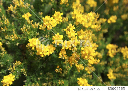 Enishida的花朵 83004265