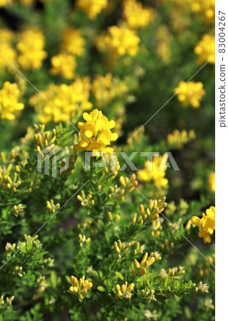 Enishida的花朵 Enishida的花朵 83004267