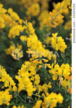 Enishida的花朵 Enishida的花朵 83004268