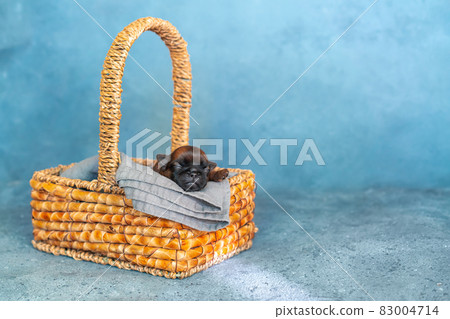 Cute puppy having a comfy sleep in a basket Cute puppy having a comfy sleep in a basket 83004714