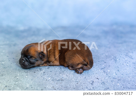 a sleeping newborn puppy of the Brussels Griffon breed of red color lies on a gray background with closed eyes 83004717
