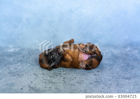 a sleeping newborn puppy of the Brussels Griffon breed of red color lies on a gray background with closed eyes 83004725