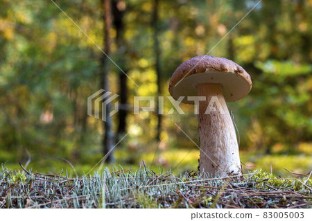 edible thin porcini mushroom in nature 83005003
