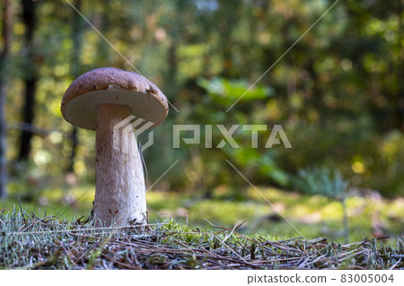 edible thin porcini mushroom in forest 83005004