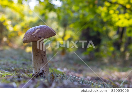 edible thin porcini mushroom grow in nature 83005006