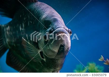 A large black freshwater fish Osphronemus goramy slowly swims in blue water. Underwater, selective focus, motion blur image 83005079