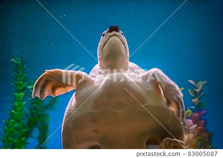 Sea turtle Carettochelys insculpta swims in blue water among algae and reefs. Underwater, selective focus, motion blur image 83005087