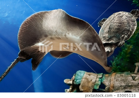 A huge ramp Potamotrygon motoro close-up swims in an aquarium in fresh water. Soft focus A huge ramp Potamotrygon motoro close-up swims in an aquarium in fresh water. Soft focus 83005118