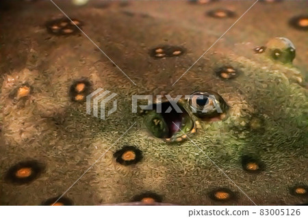 Eye of a huge stingray Potamotrygon motoro close up. Soft focus Eye of a huge stingray Potamotrygon motoro close up. Soft focus 83005126