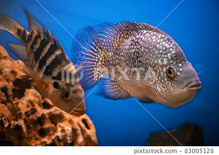 Beautiful brilliant diamond aquarium fish Herichthys carpintis in blue water. Beautiful brilliant diamond aquarium fish Herichthys carpintis in blue water. 83005128