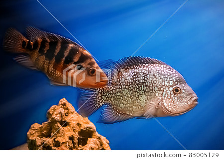 Beautiful brilliant diamond aquarium fish Herichthys carpintis in blue water. Beautiful brilliant diamond aquarium fish Herichthys carpintis in blue water. 83005129