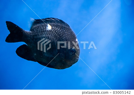 Marine tropical black fish Dascyllus trimaculatus swims in blue salt water. Soft focus. 83005142