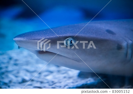 A predatory shark Selachimorpha awaits a prey at the bottom in dark water. Soft focus A predatory shark Selachimorpha awaits a prey at the bottom in dark water. Soft focus 83005152