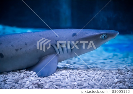 A predatory shark Selachimorpha awaits a prey at the bottom in dark water. Soft focus A predatory shark Selachimorpha awaits a prey at the bottom in dark water. Soft focus 83005153