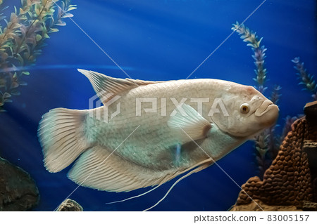 Closeup beautiful white freshwater fish Osphronemus goramy swims in blue water. Underwater, soft focus Closeup beautiful white freshwater fish Osphronemus goramy swims in blue water. Underwater, soft focus 83005157
