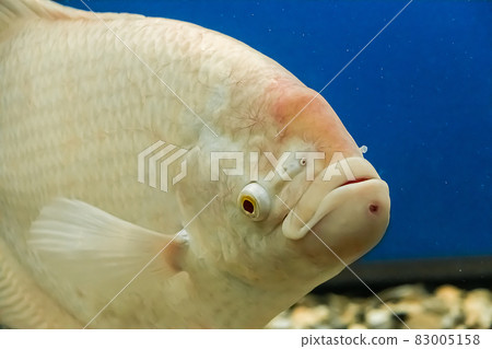 Closeup beautiful white freshwater fish Osphronemus goramy swims in blue water. Underwater, soft focus Closeup beautiful white freshwater fish Osphronemus goramy swims in blue water. Underwater, soft focus 83005158