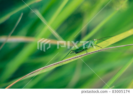 Grasshopper on green grass close-up. Grasshopper sitting on green grass close-up 83005174