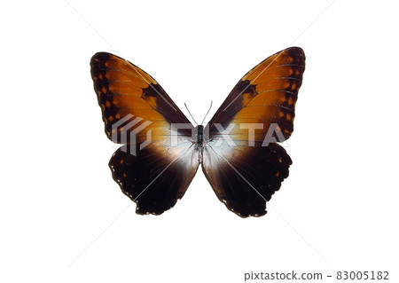 Exotic insects (butterflies, beetles, spiders, scorpions) isolated on white background. Beautiful exotic brown butterfly isolated on white background 83005182