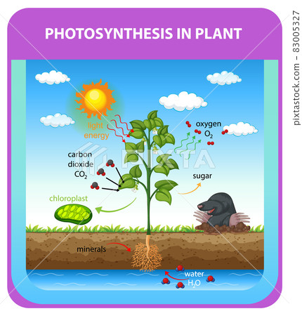 Process of photosynthesis in plant Process of photosynthesis in plant 83005327