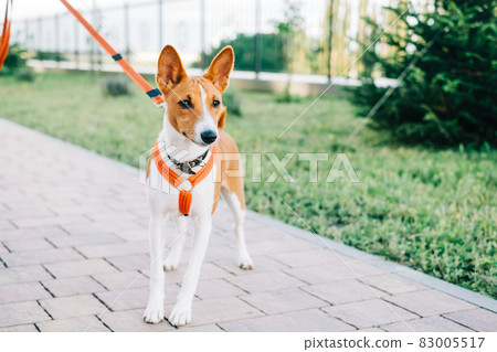 Basenji puppy dog standing on a path in the park while walking. 83005517