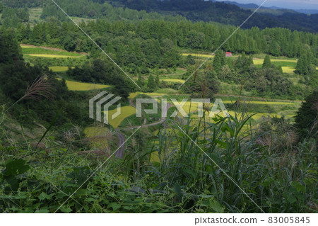 Rice paddy of Star Pass 83005845