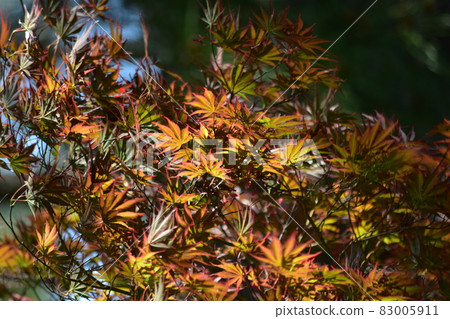 Deep autumn leaves in the setting sun 83005911