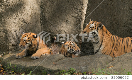 阿穆爾虎親子沐浴 阿穆爾虎親子沐浴 83006032