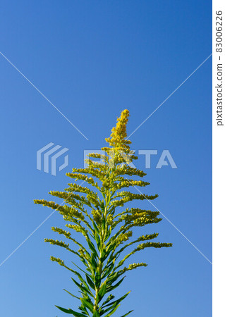 高泡草（Solidago altissima） 83006226