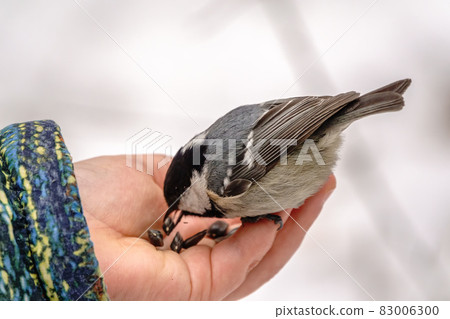 The coal tit eats seeds from a child's hand 83006300