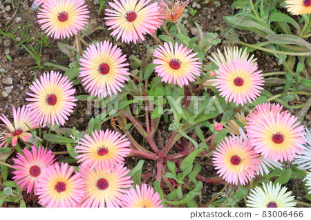 Livingston Daisy Livingston Daisy 83006466