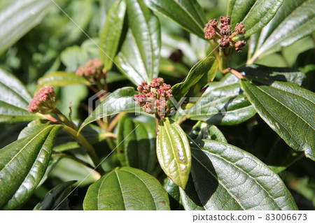 Bivernum Davidi 芽 83006673