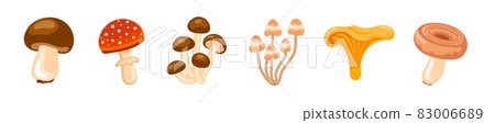 Honey fungus, Boletus edulis, Chanterelle, Fly agaric, White Wave mushrooms. Honey fungus, Boletus edulis, Chanterelle, Fly agaric, White Wave mushrooms. 83006689