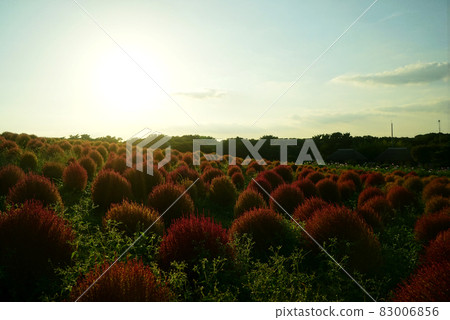 Autumn Miharashinooka Kokia Autumn Miharashinooka Kokia 83006856