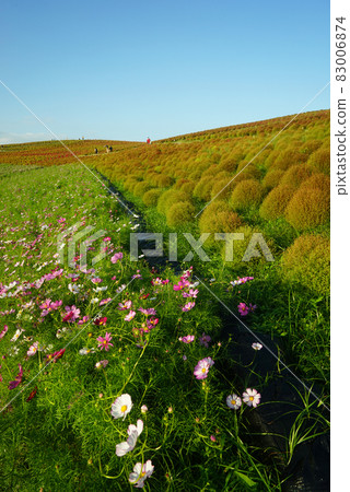 Autumn Miharashinooka Kokia Autumn Miharashinooka Kokia 83006874