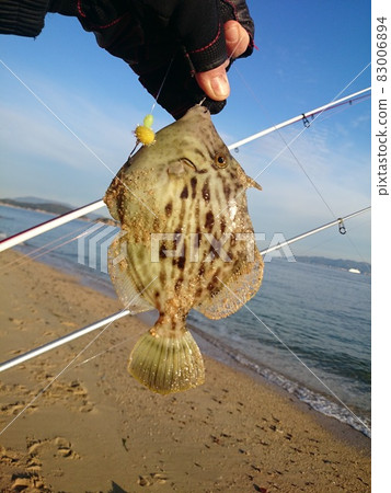 Where Kawahagi was caught Fresh with sand 83006894