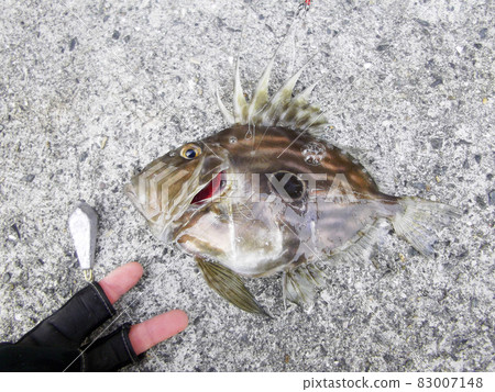 I caught John Dory! I caught John Dory! 83007148